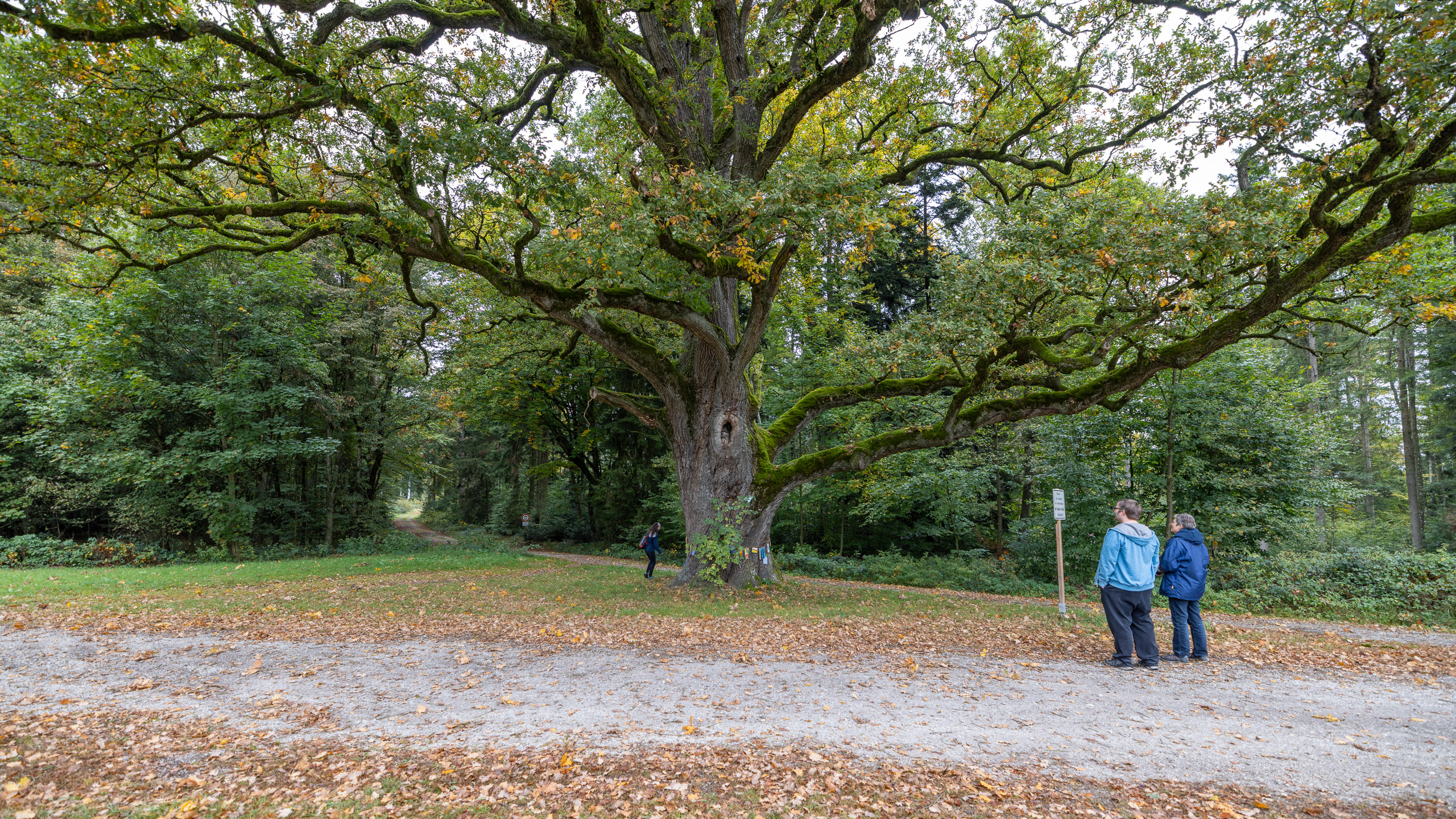 20231015104244 R5D 4313